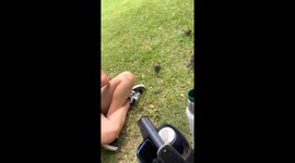 Naughty birds in Puerto Madero, Buenos Aires
