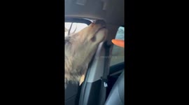 Funny moment as man feeds deer in Glencoe, Scotland, United Kingdom
