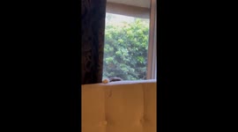 Cat hides behind couch after seeing a dog visitor
