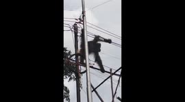 An orangutan was caught on camera walking on a cable and was electrocuted to death in Indonesia