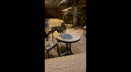 Cat slips in snow off table in Lille, France