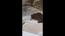 Luna the cat plays with a mouse in Northwood, London