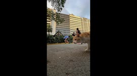 Cat steals the spotlight during warm-up in Makati, Philippines