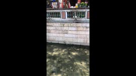 Elderly man saves cat from river in Guangzhou