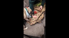Dog gets overly excited with Christmas gift in Darlington, England, UK
