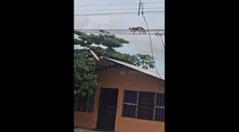 Cat chases squirrel on overhead cables in Puntarenas, Costa Rica