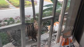 Cats' confrontation ends due to human interference