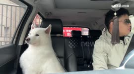 Dog gets seatbelted by owner in Sichuan, China