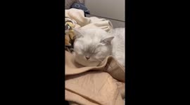 Cat appears sleepy after waking up in Hubei, China