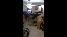 German Shepherd gets upset with owner in Vancouver, Washington, USA