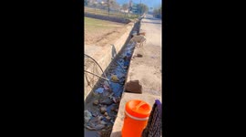 Two dogs try to save puppy from drainage in Kotli, Pakistan