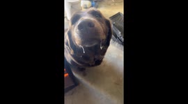 Dog’s drool freezes in cold weather in Catoosa, Oklahoma, USA