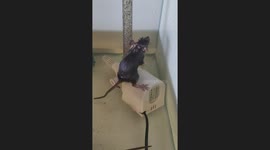 Rat stuck in aquarium in Bekasi, West Java, Indonesia