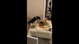 Dachshund steals pork at New Year's dinner in Russia