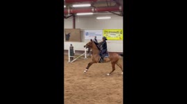Horse trips and falls during training session in Mora, Sweden