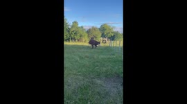 Cow spins and falls after getting dizzy in Uruguay