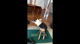 Person talks to dog with bandaged ears in Brazil