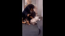 Dog and cat share heartwarming interaction in Lyon, France