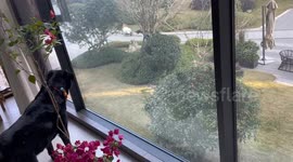Border Collie causes reaction from other dog in Guizhou video
