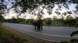 100++ elephants stops cars on the main road while braking electric fence
