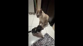 Mother cat and kitten playfully fight in Manila, Philippines