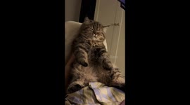 Kitten scratches back on chair