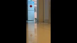 Cat startled by its own kitten in Shandong, China