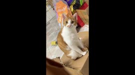 Cat meows in a silly way in Guangdong, China