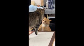 Cats engage in funny interaction in Sichuan, China