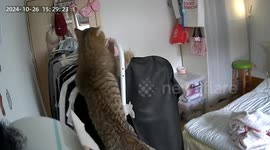 Cat topples clothes rack onto bed after climbing in Jiangsu, China