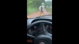 Driver’s battle with stubborn cow blocking driveway in Crixás, Goiás, Brazil