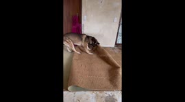German Shepherd helps with renovation in Köln, Germany