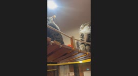 Two cats appear to argue at a cat cafe in Birmingham, England, UK