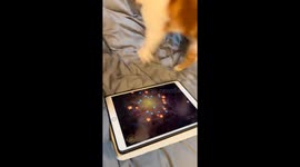 Cat plays game on iPad in Zhejiang, China