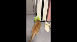 Cat bumps into walls with head covered in Henan, China