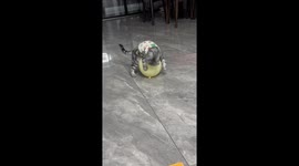 Cat startled by popping balloon in Jiangsu, China