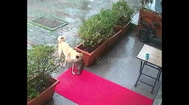 Mother dog brings puppy to clinic for help in Çamlıtepe, Turkey