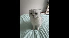 Cat startles owner with swift reaction after scolding in Beijing, China