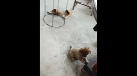 Shy puppy shows cute antics in Henan, China