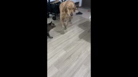 Golden retriever tries to make peace with owner in Jiangsu, China
