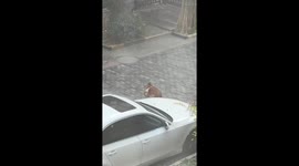 Golden retriever teases cat in playful interaction in Jiangsu, China