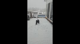 Cat enjoys playing in the snow in Lebanon, Tennessee, USA