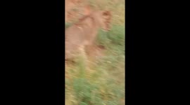 Dog challenges lions at Tsavo East National Park