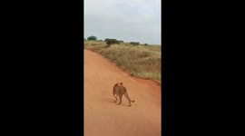Dog boldly barks at lion in in Taita-Taveta, Kenya