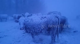 Cows calmly endure snowy weather on farm in Kelwood, Manitoba, Canada