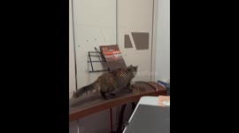 Cat plays Chinese Guzheng by accident, talent shines through