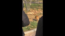 Cat tries to sneak up on sleeping dog in Shandong, China