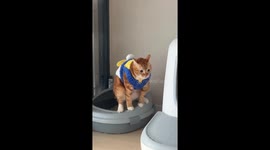 Cat howls while using the toilet in Guangdong, China