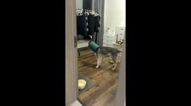Dog hilariously stuck in broken plastic tin