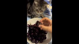 Kitten lends a helping paw in cherry cleaning in Shandong, China